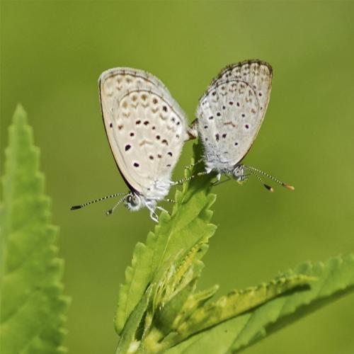 Réf. 238 345 : Zizeeria knysna